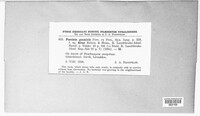 Puccinia graminis image